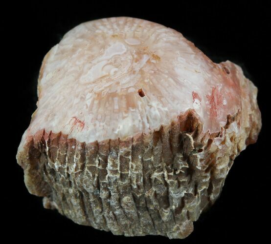 Pennsylvanian Aged Red Agatized Horn Coral - Utah #46723